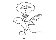 喇叭花簡筆畫圖片