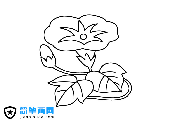 牽牛花簡筆畫圖片