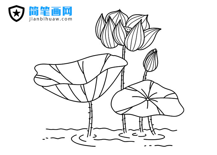 荷花簡筆畫圖片