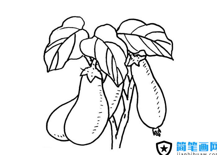 長在藤上的茄子簡筆畫圖片