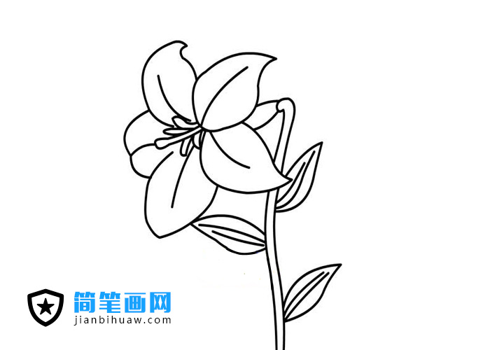百合花簡筆畫圖片